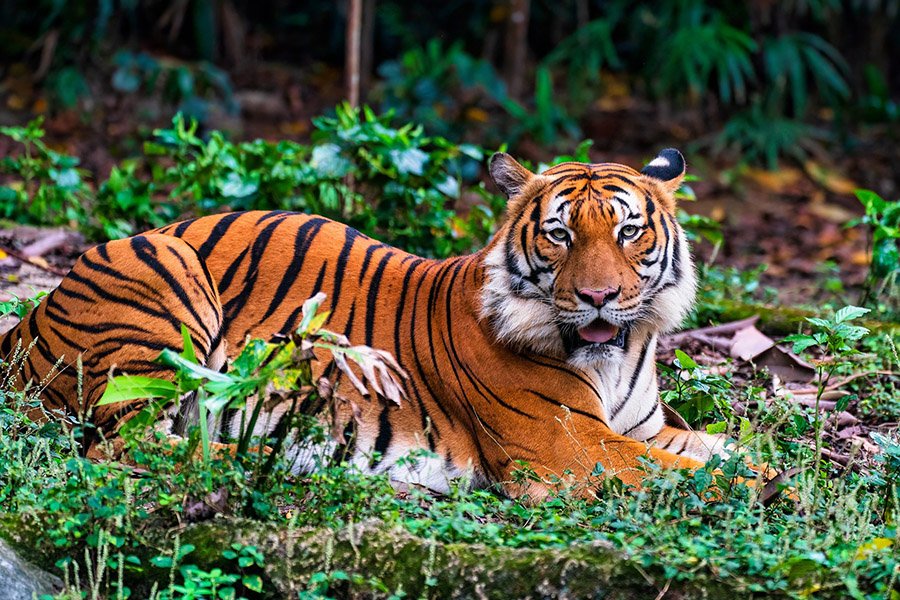 Malayan Tiger