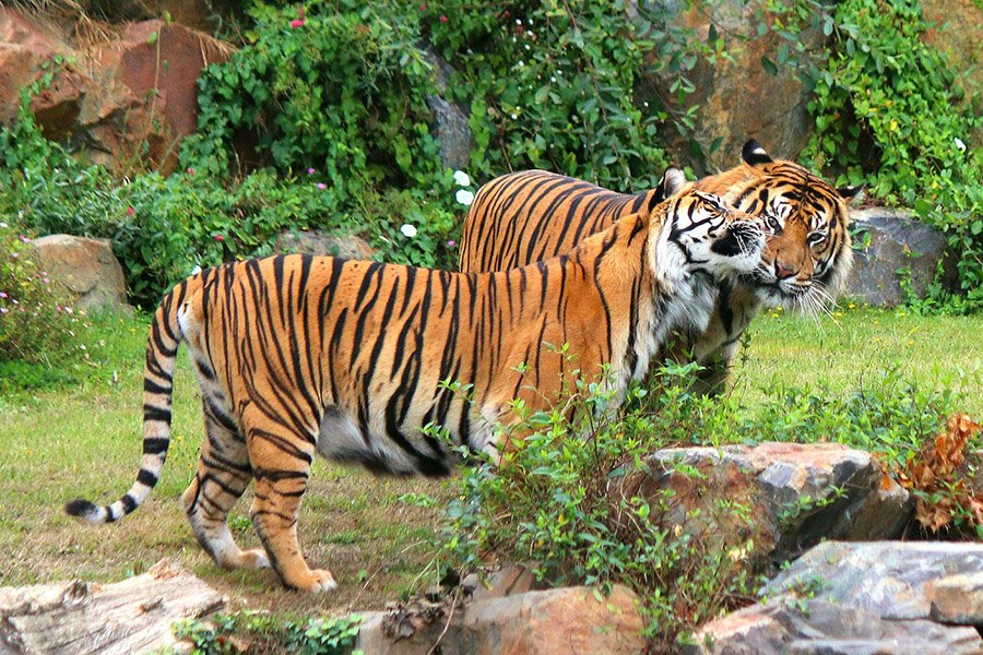 Male and female tigers cuddling