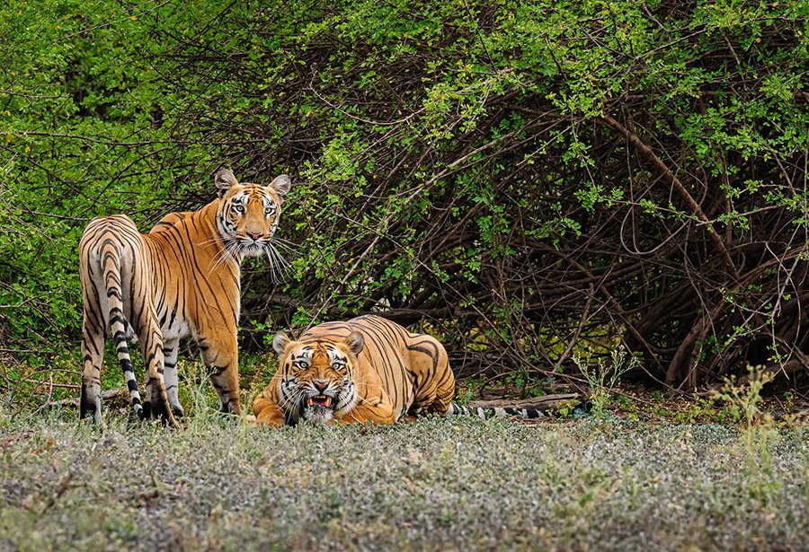 Male and female tigers