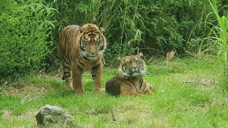 Male tiger vs female tiger - Hero