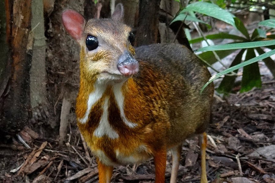 Mouse Deer