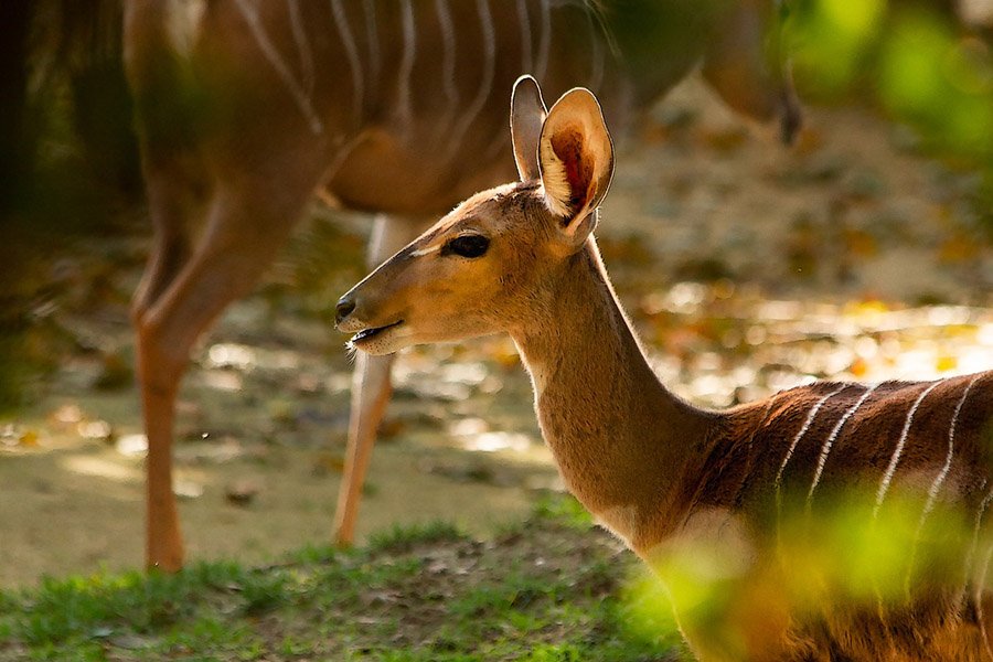 Nyala