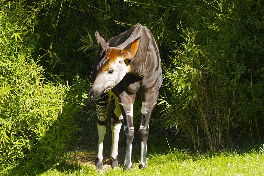 Okapi