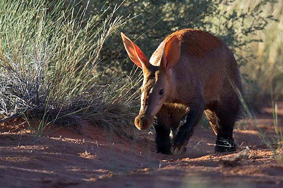 Orycteropus afer in South Africa