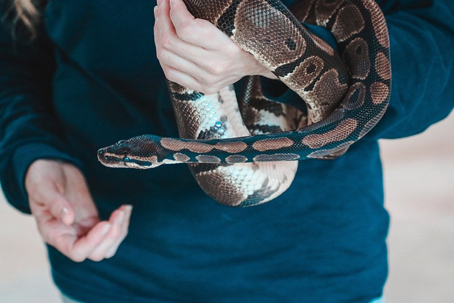 Person holding a pet snake