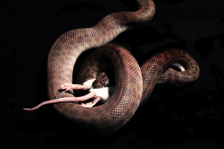 Pet snake eating a mouse