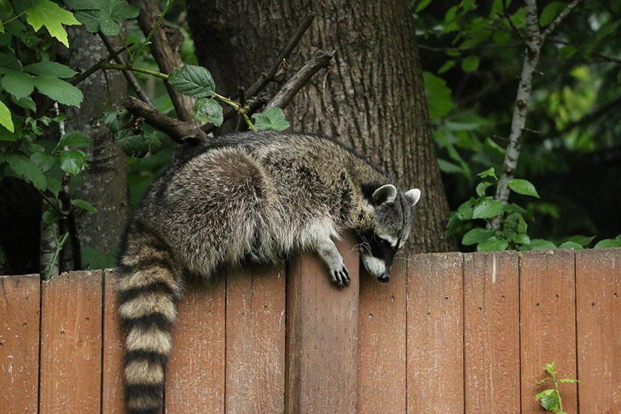 Raccoon climbing a fence