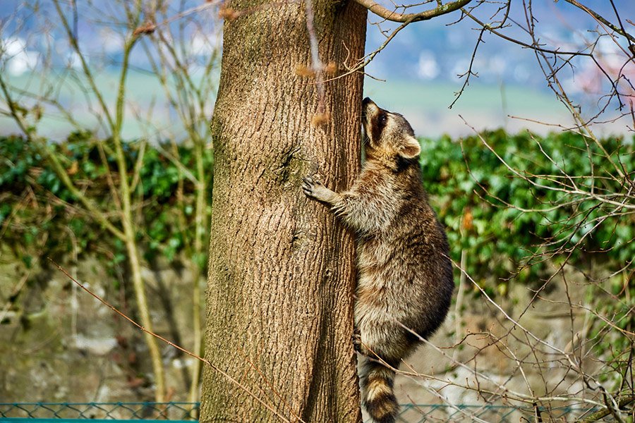 Raccoon climbing a tree