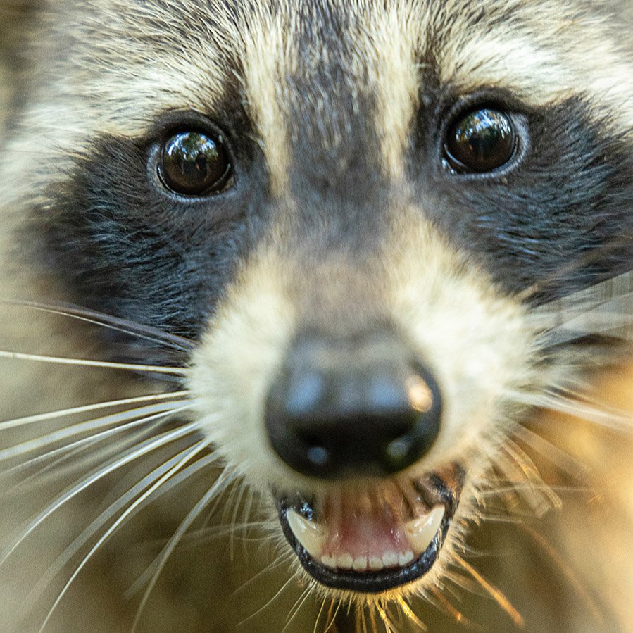 Raccoon close-up