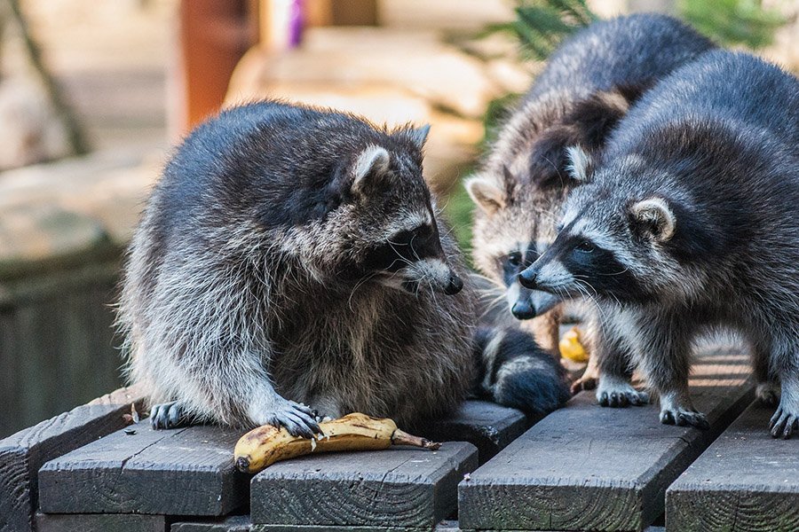 Raccoon defending its food