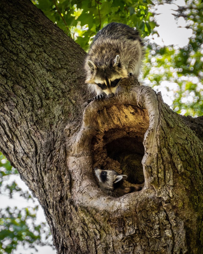 Raccoon den in a tree