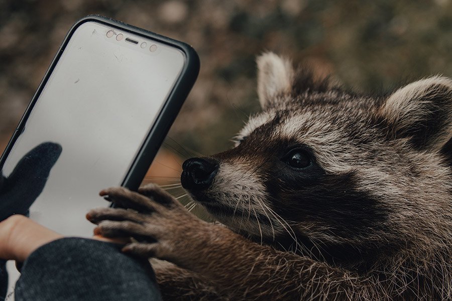 Raccoon grabbing phone