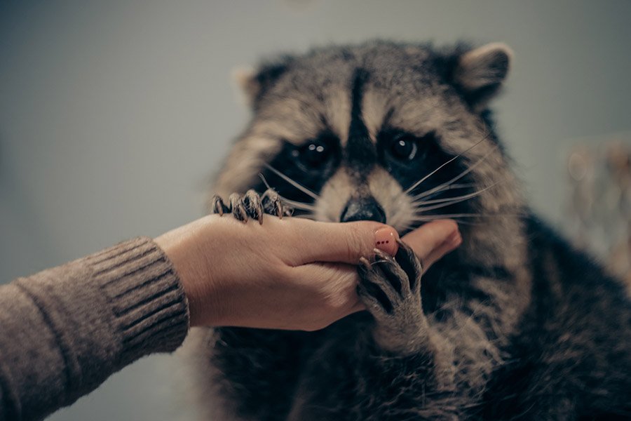 Raccoon holding a hand