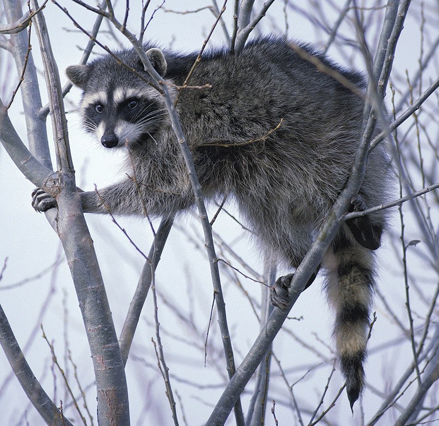 Raccoon in high tree