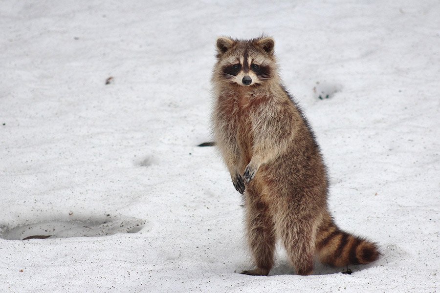 Raccoon in the snow