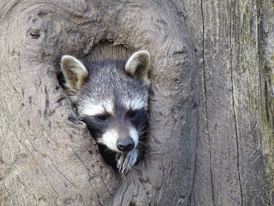 Raccoon in tree stump