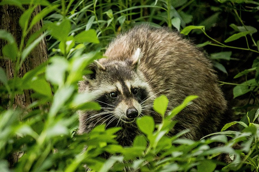 Raccoon in vegetation