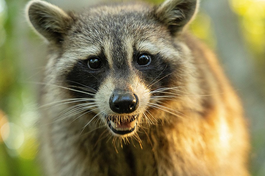 Raccoon portrait