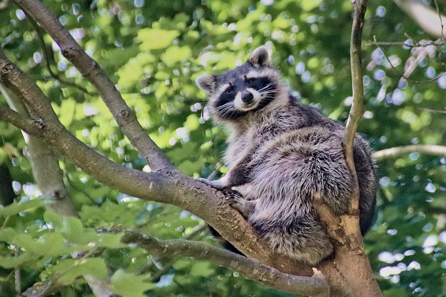 Raccoon resting in tree