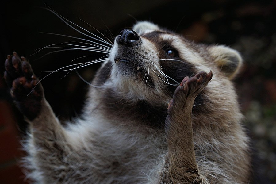 Raccoon showing paws