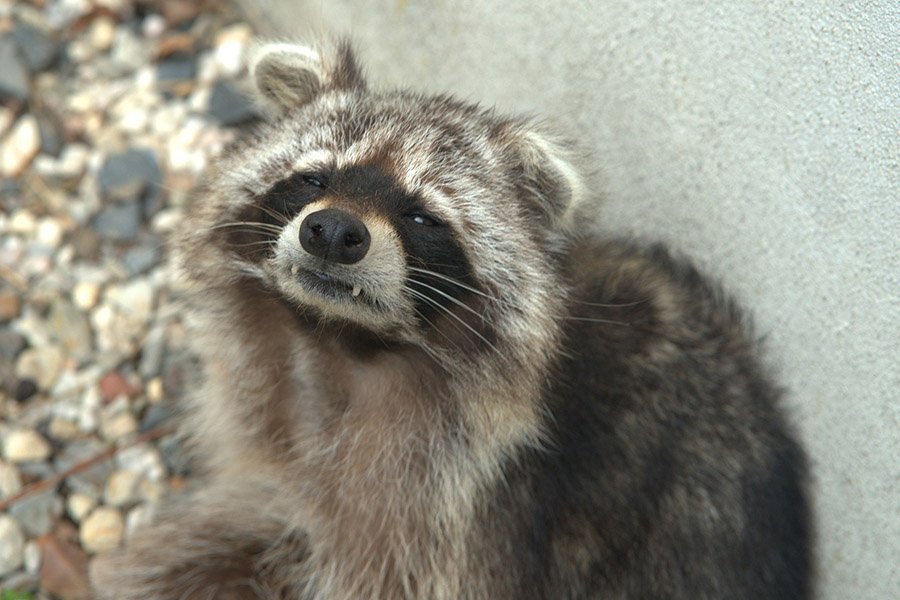 Raccoon showing teeth