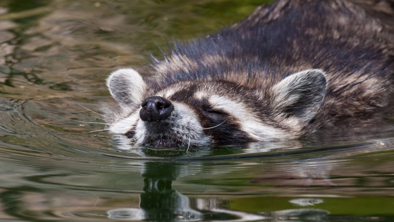 Raccoon swimming