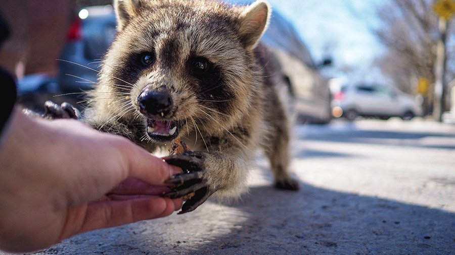 Raccoon with human hand