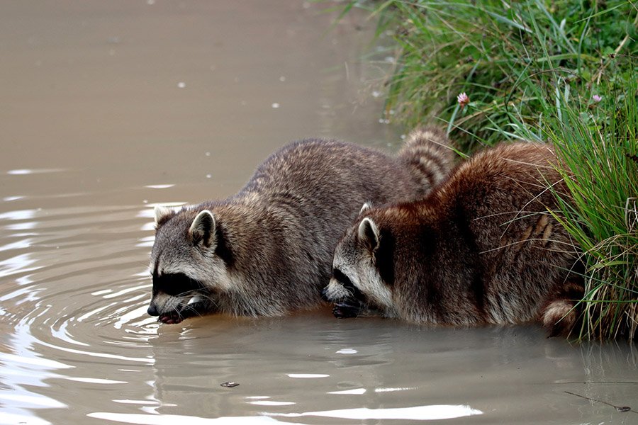 Raccoons drinking water