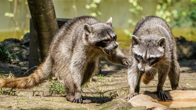 Raccoons fighting - Hero