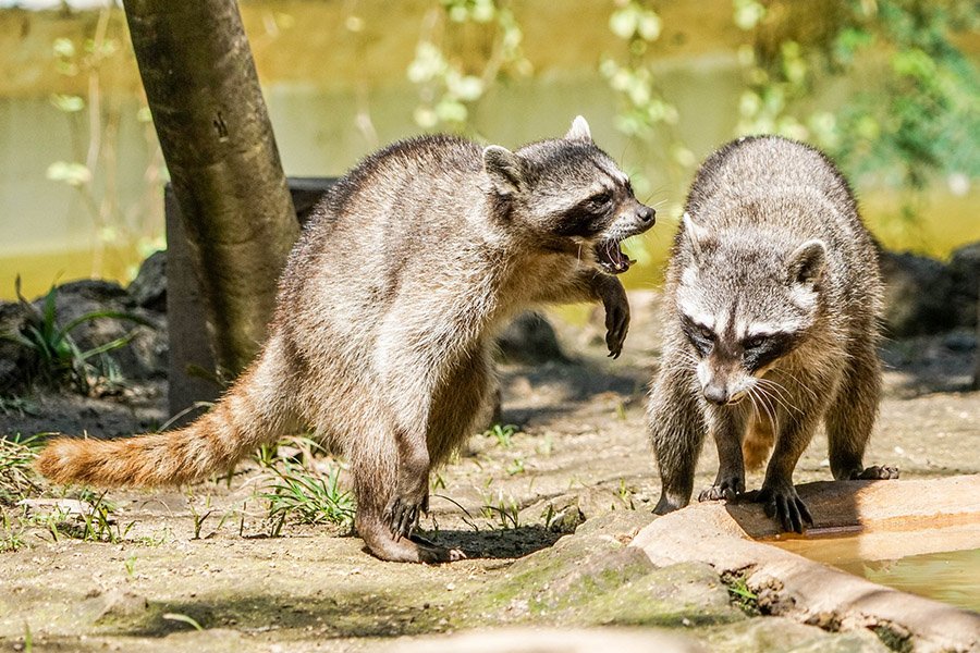 Raccoons fighting