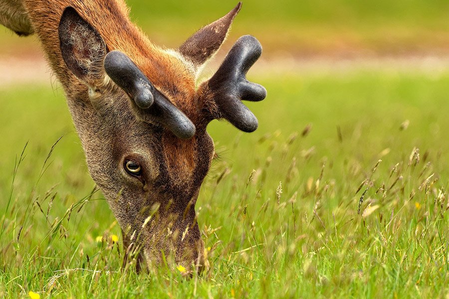 Red deer antlers with velvet