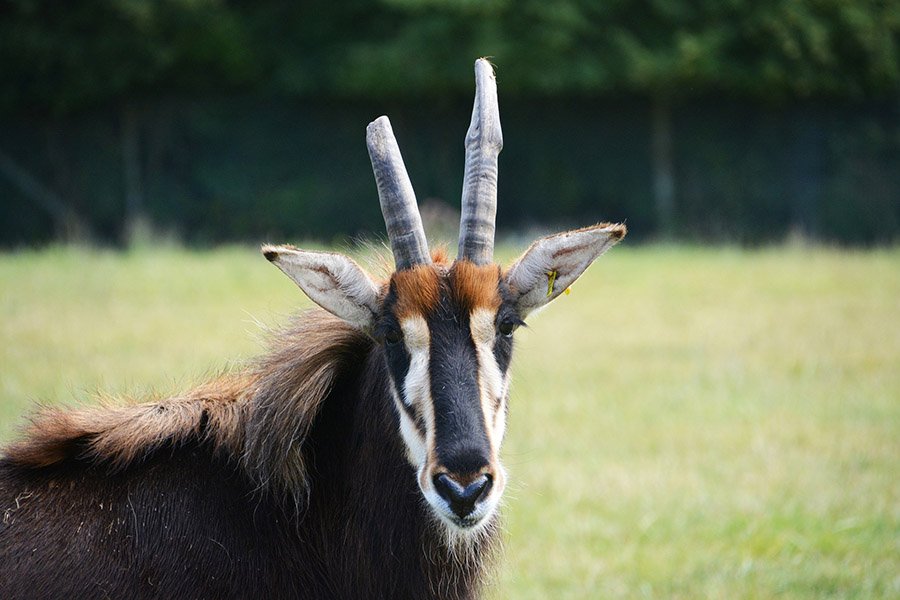 Roan Antelope