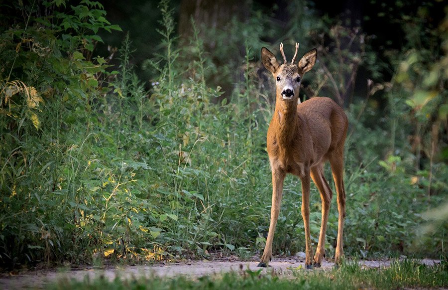 Roe deer hooves