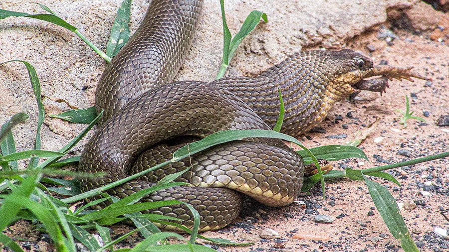 Snake eating a frog