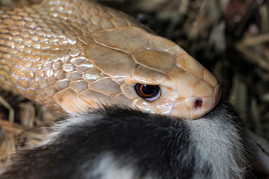 Snake eating a rat