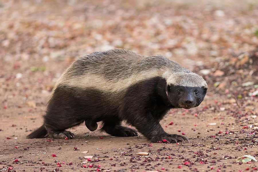 Snake predators - Honey Badger