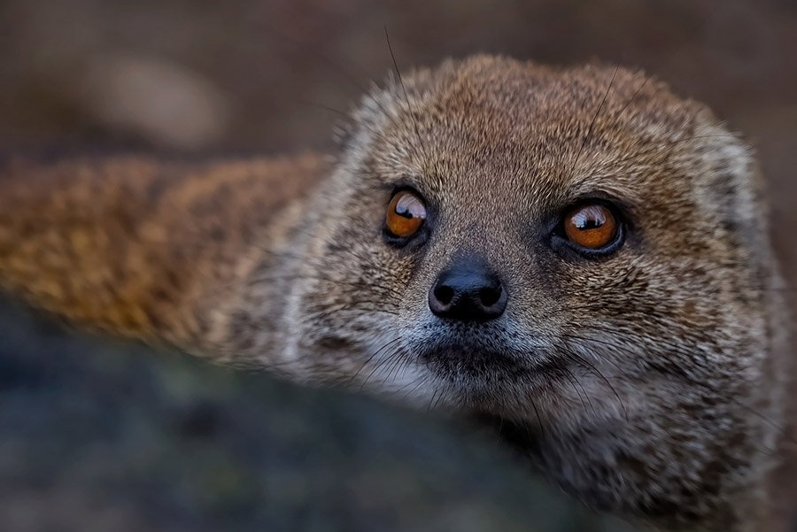 Snake predators - Mongoose