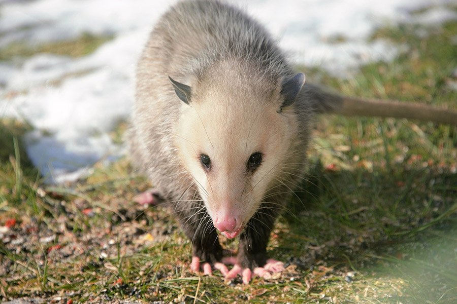 Snake predators - Opossum