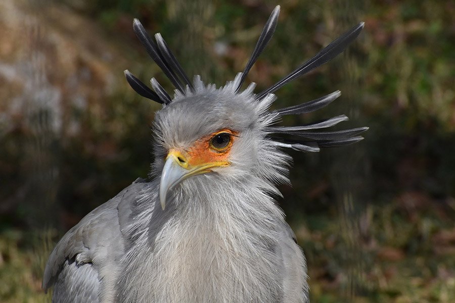 Snake predators - Secretary Bird