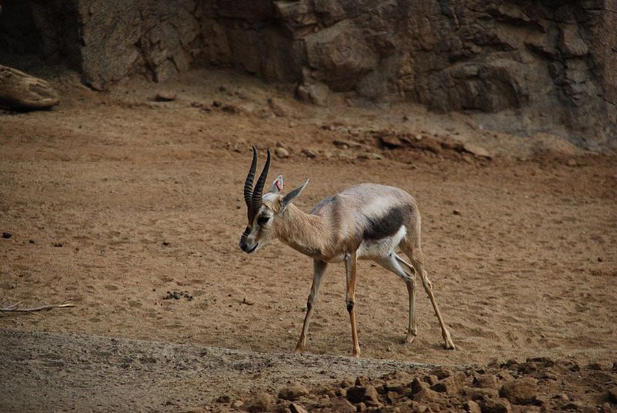 Speke's Gazelle