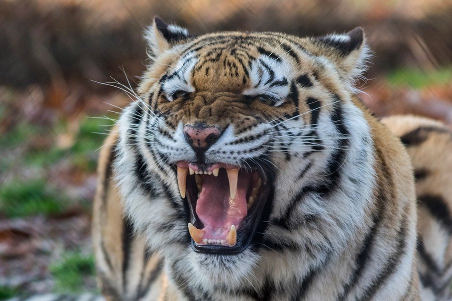 Tiger aggressive roaring