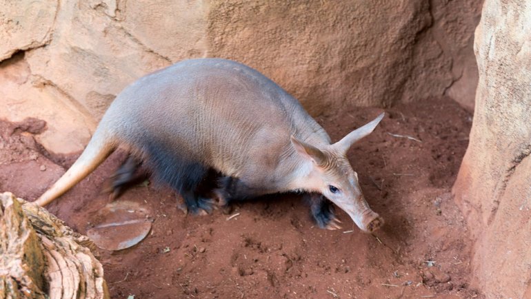 What do aardvarks eat - Hero