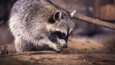 What do raccoons eat - Hero