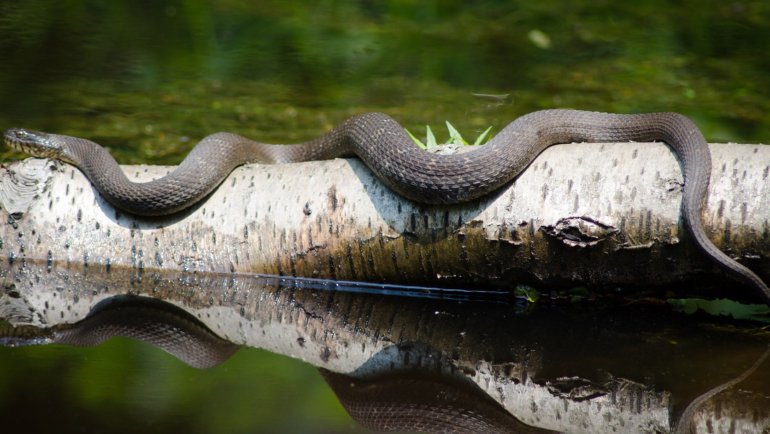 What eats snakes - Hero