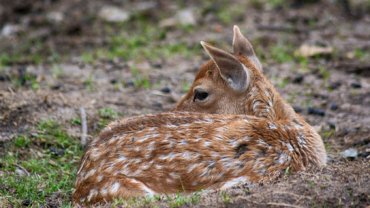 Why do baby deer lose their spots - Hero