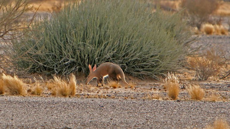 Where do aardvarks live - Hero