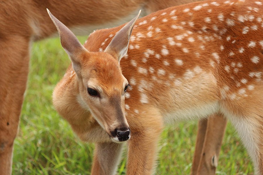 White tail deer fawn with spots