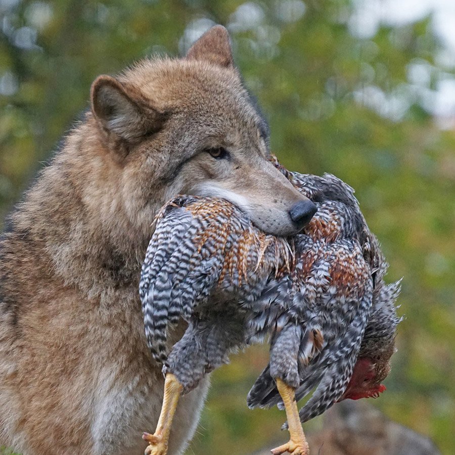 Wolf eating a bird