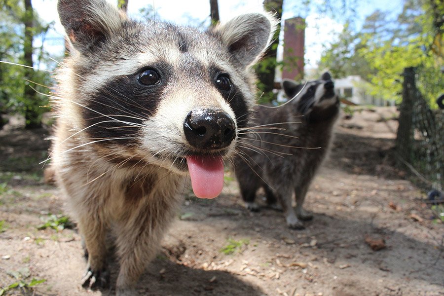 raccoon showing tongue