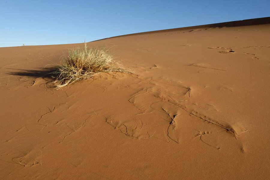 Addax Diet - Desert Grass